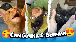 Самые милые видео Симбочки и Бенчика🥰