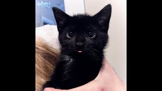 Download lagu nostalgia.mp3