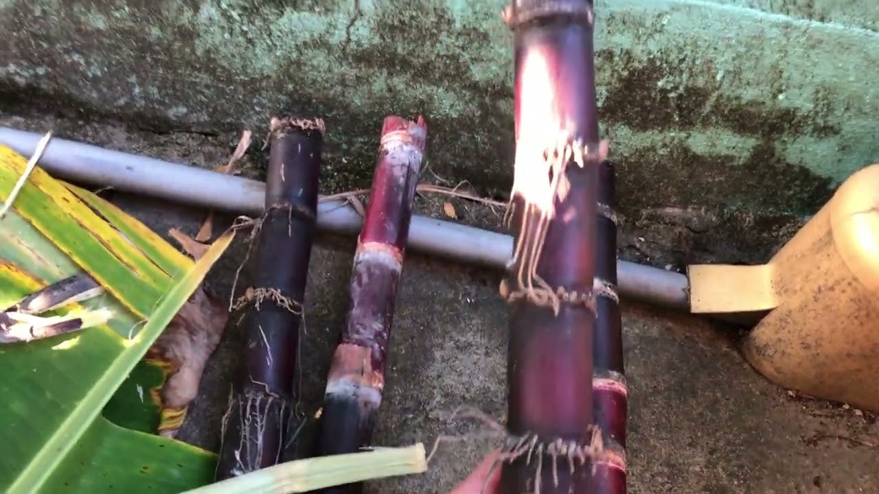 Quê Nhà Gò Công, Coi Mẹ Róc Vài Lóng Mía Ăn Chơi