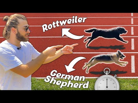 EN HIZLI KİM!? Rottweiler VS Alman Kurdu Koşu Yarışı! ( dog race )