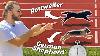 EN HIZLI KİM!? Rottweiler VS Alman Kurdu Koşu Yarışı! ( dog race )