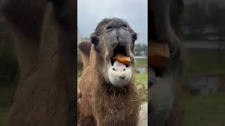 Camel ASMR | Jolly Eating a Pumpkin  #zoolife #animals