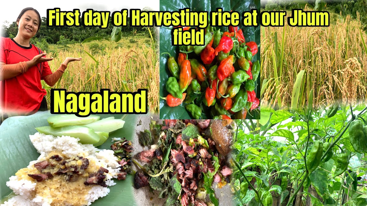 First day of Harvesting rice at our Jhum field ||Village life in Nagaland