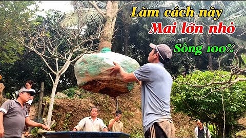 Cách đào và trồng cây mai siêu to cổ thụ đảm bảo sống 100%-@Bayxunau