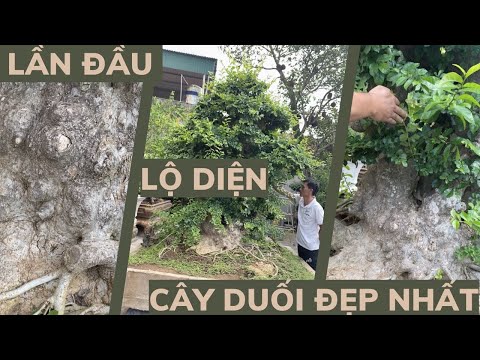 Video Phát hiện cây Duối đẹp hàng đầu Việt Nam - youtube