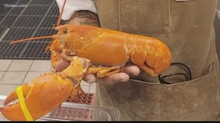 Extremely rare, orange lobster saved from being a meal at Scottsdale restaurant