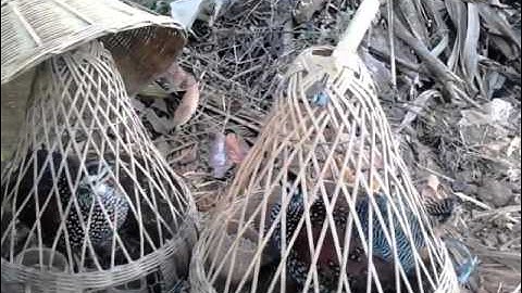 Đađa mồi đá nhau