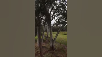 First powerloop with DJI FPV