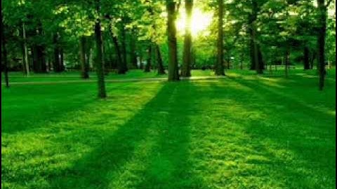 سورة الزمر بصوت سعد الغامدي