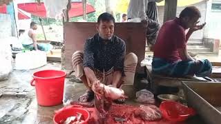 কষটযর সর পঙগস মছ কট Cutting The Best Pangas Fish In Kushtia