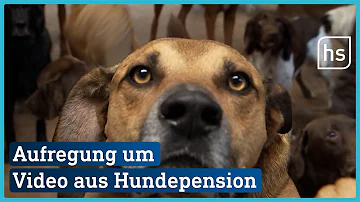 Wer haftet für Schäden in der Hundepension?