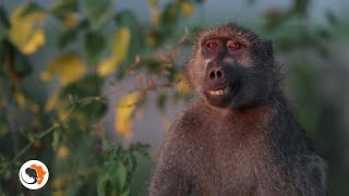 Chacma baboons | The Kruger National Park's entertainers.