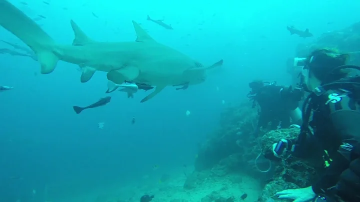 Life at Oracle: Bernard SchoberShark Conservationist