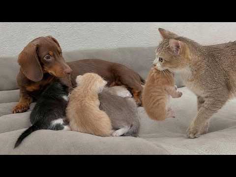 My Rescue Puppy Found a Lost Newborn Kitten and Called the Mama Cat… Her Reaction Was Priceless!