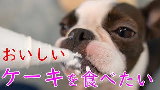 手作りケーキと市販のケーキどっちが好き？食いしん坊犬が検証してみた(笑)【フレンチブルドッグとボストンテリア】