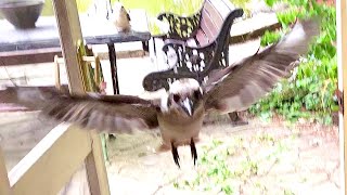 2 Wild Kookaburras Fly Into My House