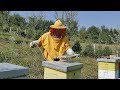 Pčelinji otrov skuplji od zlata - kako ga uzeti? 4K