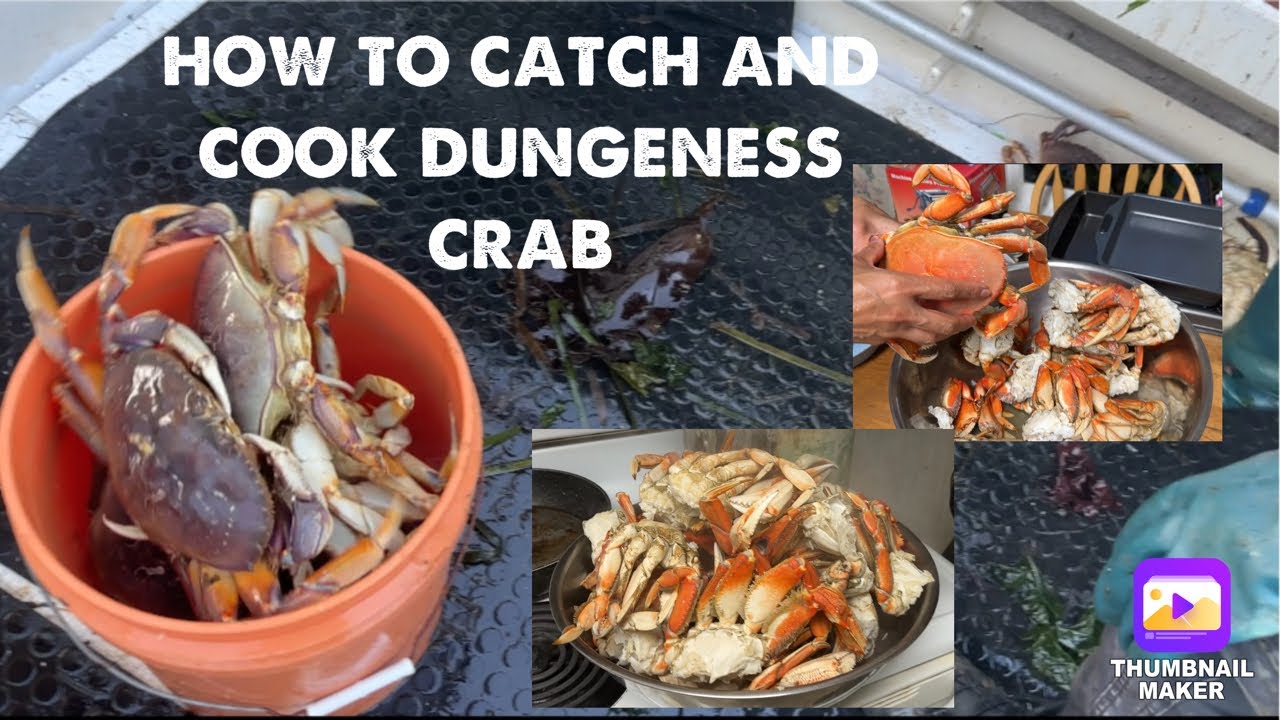 How to catch and cook Dungeness crab YouTube