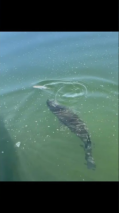 Hungry fish | fishing videos | fishing big fish #shorts
