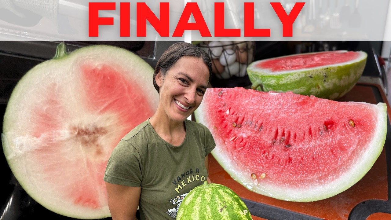 Why Your Watermelon Fails in Heat & Humidity (And How to Finally Fix It ...