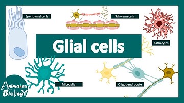 Glial Cells | Neuroanatomy Basics | Neurology |Anatomy Tutorial | USMLE