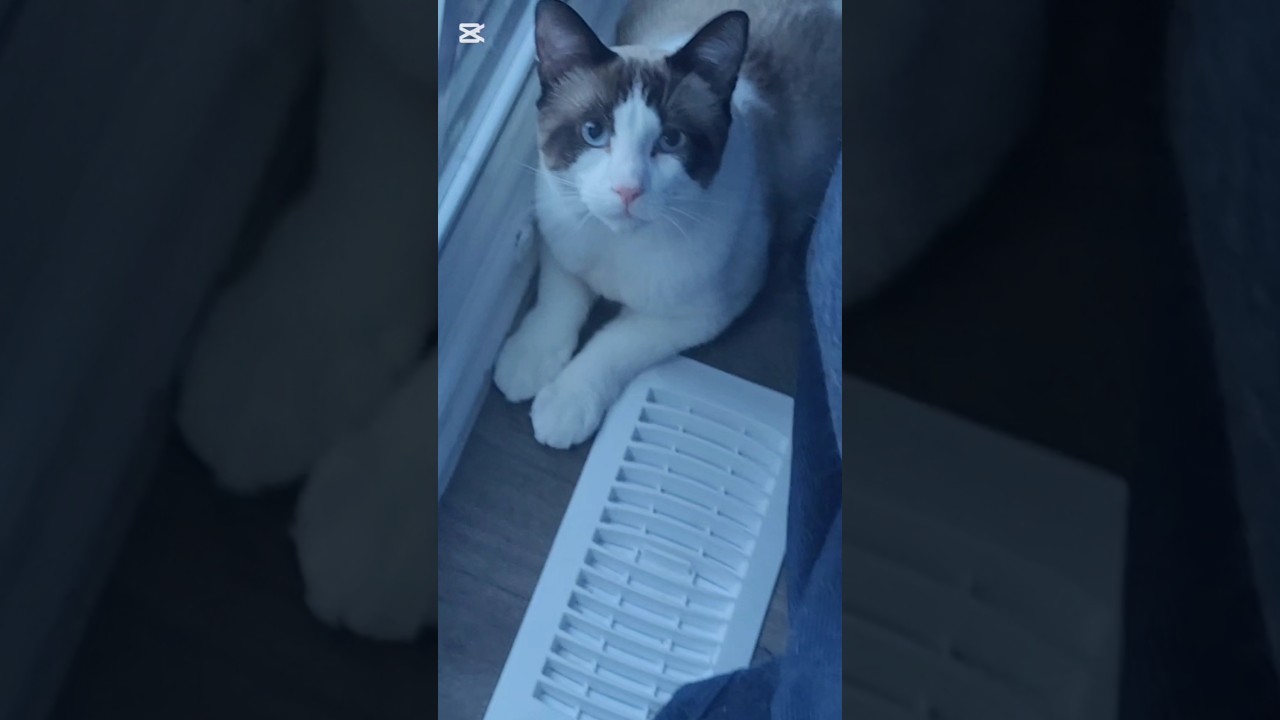 Toast being the cat he is 