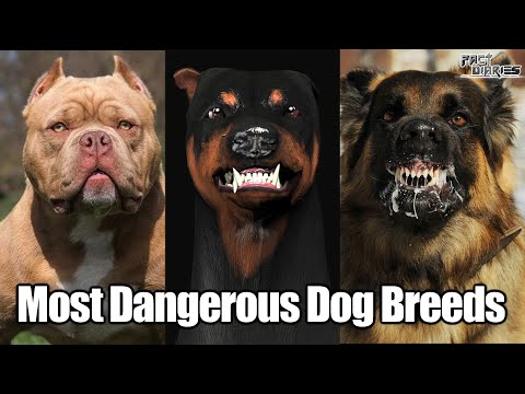 वीडियो: कुत्तों में रेकून रोग