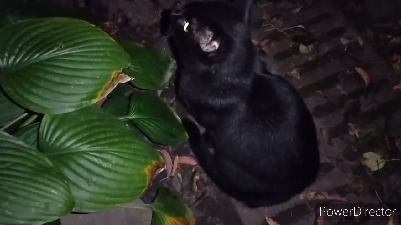 Славянск.08.10.22. До сих пор гремит фронт. Шумно. Простились с воином ...