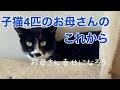 [野良猫親子] 子猫保護12 母猫のこれから