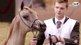 Doha International Arabian Horse Show 2023 - Classe 1A