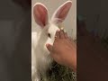 Meet Elvis and Rafa (foster bunnies)