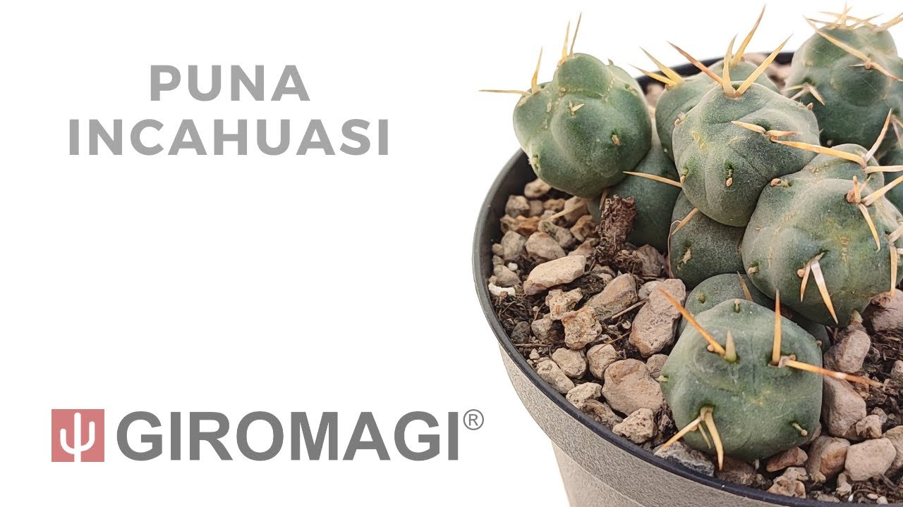 プナ サブテラネア ssp.インカウアシー(incahuasi) AJS2152 群生ラスト苗 プナ サブテラネア ssp.インカウアシー(incahuasi) AJS2152 群生ラスト苗