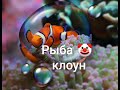 Рыба-клоуны Морской аквариум