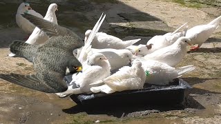 Голуби+2 Сокола Сапсана+ Мысли вслух. 2 Falcon Peregrine Trouble and pigeons