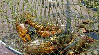CRAB TRAP-pasang perangkap kepiting bakau dapat kepitin monster- CATCHING GIANT CRAB USING CRAB TRAP