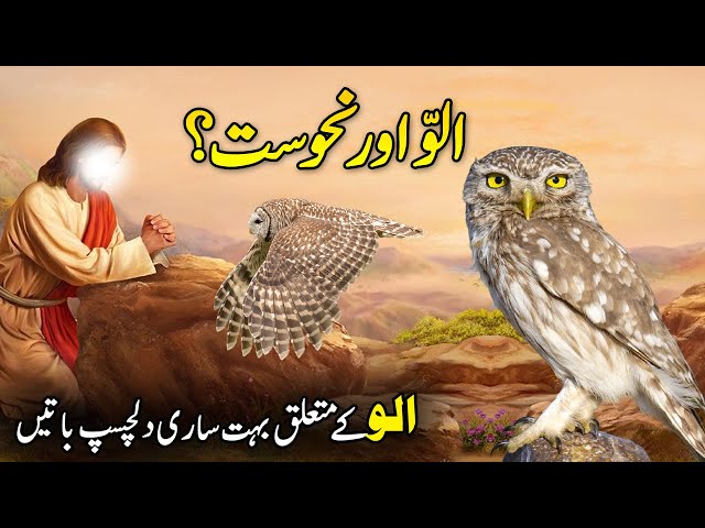 Mulla Uwais Namazi - [Question]: What does Ullu Ka Pattha mean? الو کا  پٹھا [Answer]: This is famous affront in Urdu, used especially by parents  and elders for someone who is or