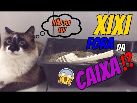 Vídeo: 6 Razões Pelas Quais Seu Gato Está Fazendo Xixi Fora Da Caixa De Areia