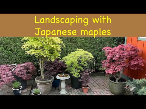 Acer Sango Kaku Japanese Maple