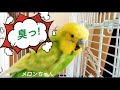 【臭っ！】と叫ぶインコがこちら　おしゃべりインコメロンちゃん