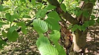 Betula albosinensis bříza čínská