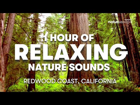 1 HOUR OF RELAXING WATER AND FOREST SOUNDS IN REDWOOD COAST, CALIFORNIA | DEEP FOCUS AMBIENT NOISE