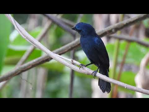 Mr. Blue-black Grosbeak se lució con su melodía.