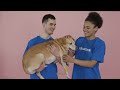 Understanding Muzzles: How They Can Protect Your Dogs Mental Health and Safety