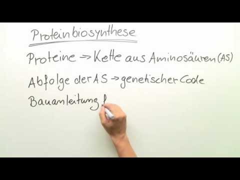 Video: Cytosin-methylering Og Hydroxymethylering Markerer DNA Til Eliminering I Oxytricha Trifallax