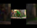 Beautiful Birds in Nature PART 1🕊️ | 4K HDR 60FPS Dolby Vision Mind Relaxing Shorts #Shorts