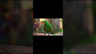 Beautiful Birds in Nature PART 1🕊️ | 4K HDR 60FPS Dolby Vision Mind Relaxing Shorts #Shorts