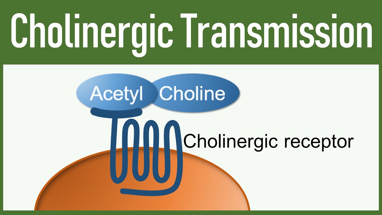 Cholinergic Transmission