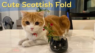 Cute Scottish Fold Cat with Beautiful Flowers [ Scottish Fold ~ สก็อตติชโฟลด์ ] by Scottish Fold Cat * Amber * 284 views 1 year ago 1 minute, 19 seconds