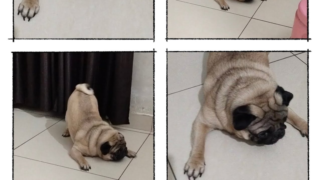 Cute Pug Dog Barking ll Jojo The Pug