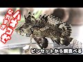 【アクアリウム/熱帯魚水槽】導入したばかりのグロ可愛い警戒心ゼロなバタフライゴビーがピンセットから餌をガツガツ食べる/それは淡水ハオコゼ、薄めの汽水でトビハゼ、その他のハゼとマングローブで飼育開始